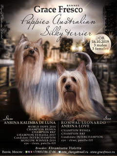 Foto №1. australian terrier - zum Verkauf in der Stadt Москва | Verhandelt | Ankündigung № 5814