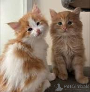 Foto №1. norwegische waldkatze - zum Verkauf in der Stadt Espoo | 700€ | Ankündigung № 166939