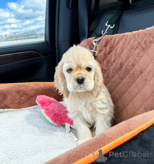 Foto №3. Wunderschöne American Cocker Spaniel Welpen, gesund und sozialisiert. Deutschland