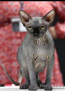 Foto №2 zu Ankündigung № 81419 zu verkaufen sphynx-katze - einkaufen Großbritannien züchter