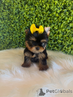 Foto №1. yorkshire terrier - zum Verkauf in der Stadt Prag | verhandelt | Ankündigung № 172837