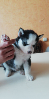 Foto №4. Ich werde verkaufen siberian husky in der Stadt Nowosibirsk. vom kindergarten - preis - 319€