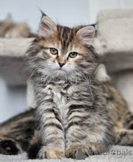 Foto №2 zu Ankündigung № 173289 zu verkaufen sibirische katze - einkaufen Polen quotient 	ankündigung, züchter