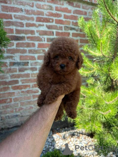 Foto №4. Ich werde verkaufen pudel (zwerg) in der Stadt Werbass.  - preis - verhandelt