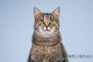 Foto №3. Ein Katzenspaß wartet auf gute und fürsorgliche Besitzer.. Russische Föderation