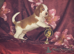 Foto №3. Beagle Welpe von seltener zweifarbiger Farbe. Russische Föderation
