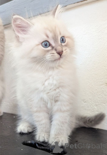 Foto №1. neva maskerade - zum Verkauf in der Stadt Mülheim | 350€ | Ankündigung № 148550