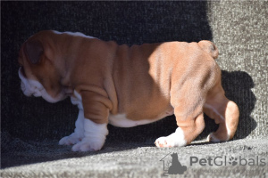 Foto №4. Ich werde verkaufen englische bulldogge in der Stadt Marietta.  - preis - verhandelt