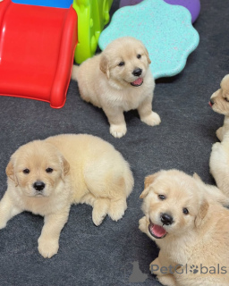 Foto №4. Ich werde verkaufen golden retriever in der Stadt Espoo. quotient 	ankündigung - preis - 350€