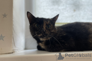 Zusätzliche Fotos: Schildpattkatze Cinnamon sucht ein Zuhause und eine liebevolle Familie!