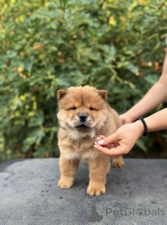 Foto №2 zu Ankündigung № 175478 zu verkaufen chow-chow - einkaufen Serbien 