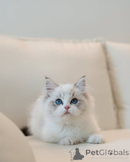 Foto №2 zu Ankündigung № 154916 zu verkaufen ragdoll-katze - einkaufen Deutschland züchter
