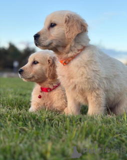 Foto №2 zu Ankündigung № 158086 zu verkaufen golden retriever - einkaufen Niederlande 