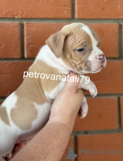 Foto №2 zu Ankündigung № 146110 zu verkaufen american bully - einkaufen Russische Föderation züchter