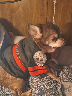 Foto №2 zu Ankündigung № 126841 zu verkaufen chihuahua - einkaufen Frankreich züchter