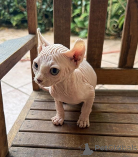 Foto №1. sphynx-katze - zum Verkauf in der Stadt Gebraucht | 350€ | Ankündigung № 173650