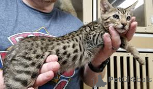 Foto №3. Ocicat-Kätzchen zu verkaufen. Finnland