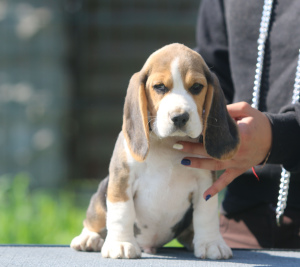 Zusätzliche Fotos: Schöner Junge. Beagle