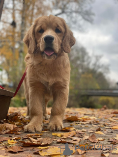 Foto №2 zu Ankündigung № 126804 zu verkaufen golden retriever - einkaufen Polen quotient 	ankündigung