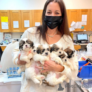 Foto №1.  - zum Verkauf in der Stadt Asbest | verhandelt | Ankündigung № 161565