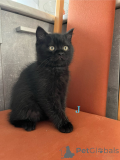 Foto №3. Britisch Kurzhaar kitten. Deutschland