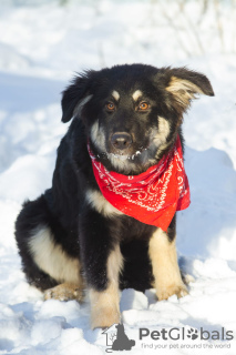 Foto №2 zu Ankündigung № 32251 zu verkaufen mischlingshund - einkaufen Russische Föderation quotient 	ankündigung