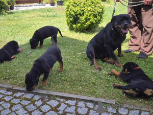 Foto №1. rottweiler - zum Verkauf in der Stadt Frankfurt | 1000€ | Ankündigung № 161544