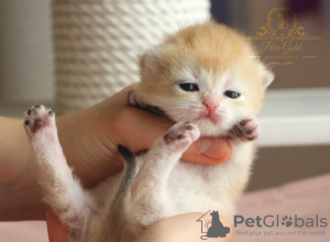 Zusätzliche Fotos: Britische Kätzchen goldene Chinshilas