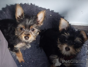 Foto №2 zu Ankündigung № 106257 zu verkaufen yorkshire terrier - einkaufen USA quotient 	ankündigung