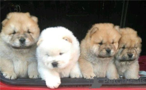 Foto №1. chow-chow - zum Verkauf in der Stadt Dramscell | 450€ | Ankündigung № 169425
