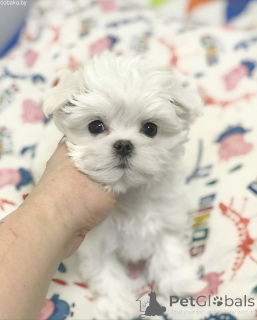 Foto №1. malteser - zum Verkauf in der Stadt Kiew | 1938€ | Ankündigung № 167462