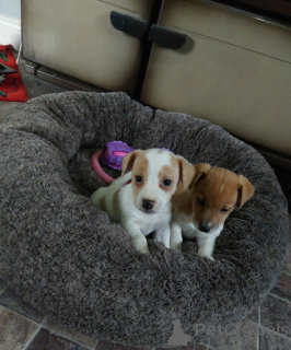 Foto №3. Männliche und weibliche Jack-Russell-Welpen sind jetzt startbereit. Zypern