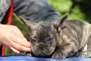 Zusätzliche Fotos: Exotische französische Bulldoggenwelpen