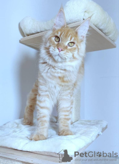 Foto №1. maine-coon-katze - zum Verkauf in der Stadt Hartford | 757€ | Ankündigung № 109880