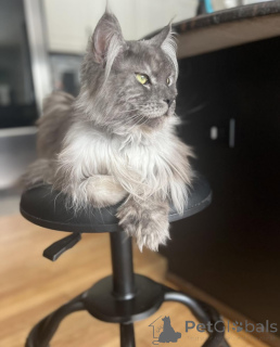 Foto №2 zu Ankündigung № 155178 zu verkaufen maine-coon-katze - einkaufen Italien züchter
