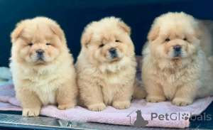 Foto №2 zu Ankündigung № 137950 zu verkaufen chow-chow - einkaufen Deutschland züchter