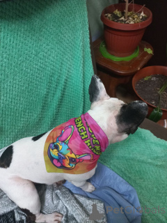 Foto №3. Exquisites 10-Wochen-alte weibliche französische Bulldoggepuppy AKC registriert. Großbritannien