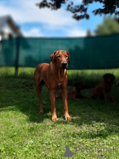 Foto №3. Wurfankündigung Rhodesian Ridgeback Welpe - Wurf 2024/25. Polen