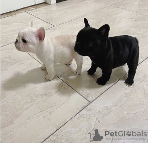 Foto №1. französische bulldogge - zum Verkauf in der Stadt Helsinki | verhandelt | Ankündigung № 127542