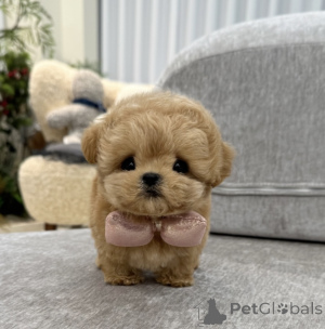 Foto №1. maltipu - zum Verkauf in der Stadt Москва | verhandelt | Ankündigung № 134786