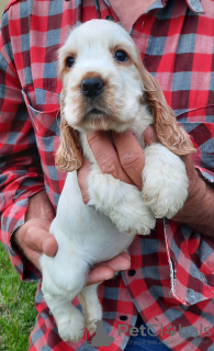 Foto №3. Englische Cocker Spaniel-Welpen. Serbien