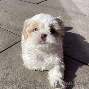 Foto №2 zu Ankündigung № 99692 zu verkaufen shih tzu - einkaufen USA quotient 	ankündigung, vom kindergarten, aus dem tierheim