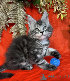 Foto №1. maine-coon-katze - zum Verkauf in der Stadt Degerby | verhandelt | Ankündigung № 162012