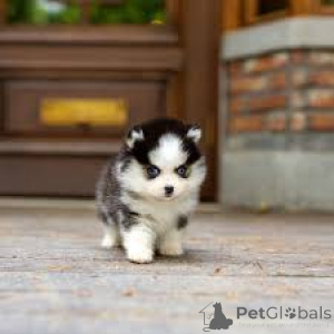 Foto №4. Ich werde verkaufen mischlingshund in der Stadt London.  - preis - verhandelt