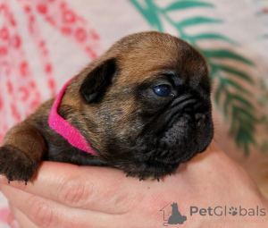 Foto №1. französische bulldogge - zum Verkauf in der Stadt Bennäs | Frei | Ankündigung № 162186