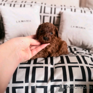 Foto №2 zu Ankündigung № 138056 zu verkaufen pudel (toy) - einkaufen Spanien züchter