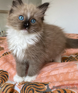 Foto №1. ragdoll-katze - zum Verkauf in der Stadt Mailand | verhandelt | Ankündigung № 170879