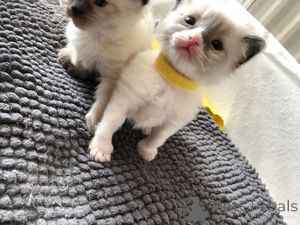 Foto №1. ragdoll-katze - zum Verkauf in der Stadt Berlin | 250€ | Ankündigung № 157422