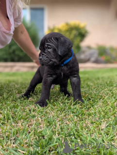 Foto №1. mischlingshund - zum Verkauf in der Stadt Glasgow | 1100€ | Ankündigung № 138826
