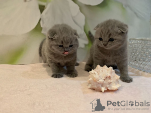 Foto №3. Gesunde Scottish Fold-Kätzchen zu verkaufen. Deutschland